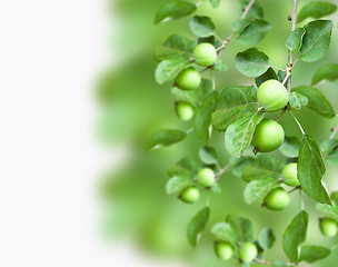 Image showing Close up of apples on a branch in a garden