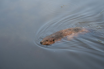 Image showing beaver