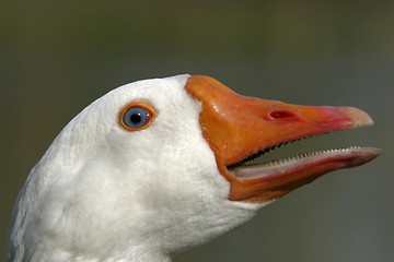 Image showing goose closeup