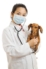 Image showing Asian veterinarian with dachshund dog