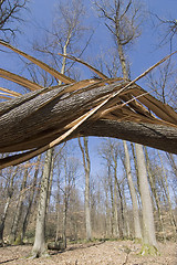 Image showing Broken tree