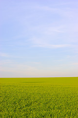 Image showing Green field and blue sky