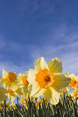 Image showing Daffodils against blue sky