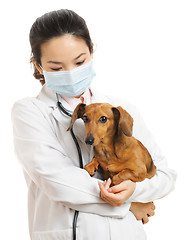 Image showing Veterinarian with dachshund dog