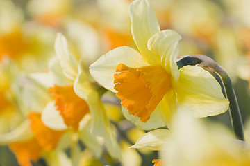 Image showing Close-up of orange daffodils