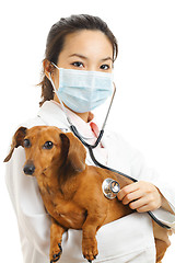 Image showing Asian veterinarian with dachshund dog
