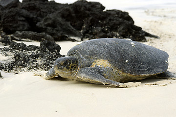 Image showing Galapagos green turtle