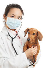 Image showing Asian veterinarian with dachshund dog
