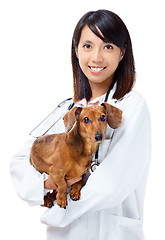 Image showing Veterinarian with dachshund dog