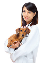 Image showing Veterinarian with dachshund dog