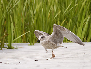 Image showing young gull