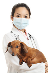 Image showing Asian veterinarian with dachshund dog