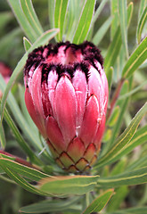 Image showing Protea Burchelli growing in the garden