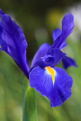 Image showing Dutch Iris Professor Blaauw, glistens after rain in the garden