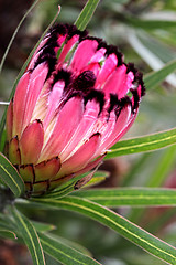 Image showing Protea burchellii, Little Ripper