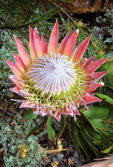 Image showing King Protea cynaroides bracts and flowers open