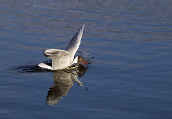 Image showing gull landing in water