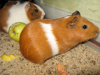 Image showing beautiful brown guinea-pigs with apple