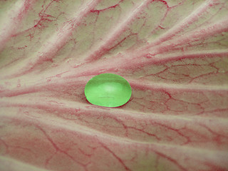 Image showing green drop of water on the red leaf