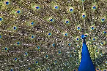 Image showing Peacock