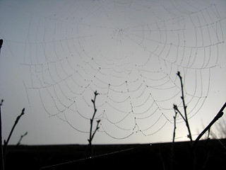 Image showing Web on a background of the sky