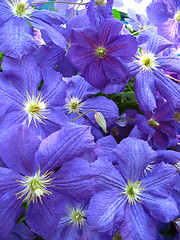 Image showing beautiful blue flowers of clematis