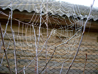 Image showing Beautiful spider's web with drops of dew