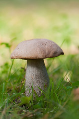 Image showing Leccinum (vertical)