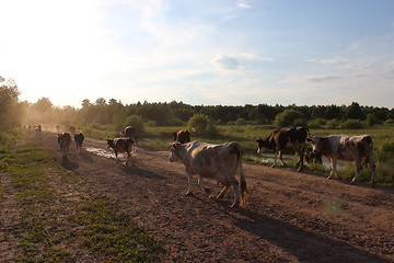 Image showing cows coming back from pasture