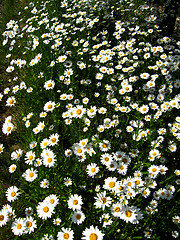 Image showing flower-bed of white beautiful chamomiles