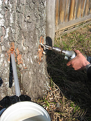 Image showing extraction of birch juice