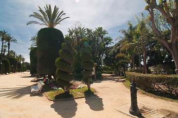 Image showing Palm trees and conifers in Cadiz, midday