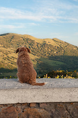 Image showing Dog sitting and watching on the mountains