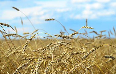 Image showing wheat field