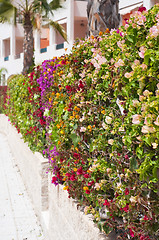 Image showing Fence of multicolored flowers bougainvillea