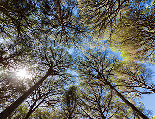 Image showing Wide angle view of pine trees