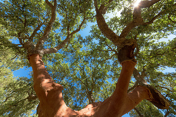 Image showing Peeled cork oaks tree