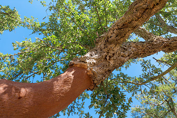 Image showing Peeled cork oaks tree