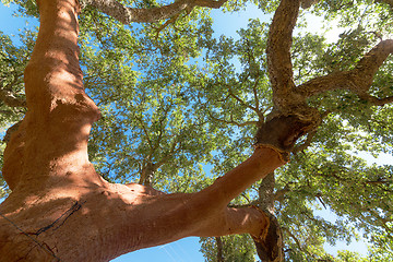 Image showing Peeled cork oaks tree