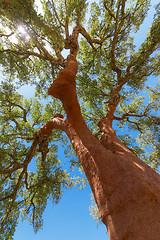 Image showing Peeled cork oaks tree