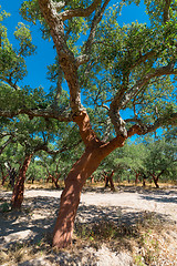 Image showing Peeled cork oaks tree