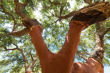 Image showing Peeled cork oaks tree