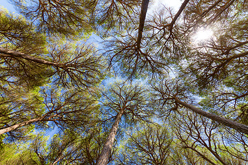 Image showing Wide angle view of pine trees