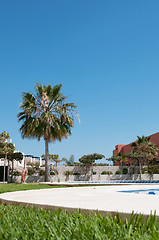 Image showing Palm near swimming pool