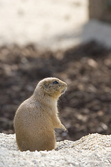 Image showing prairie dog