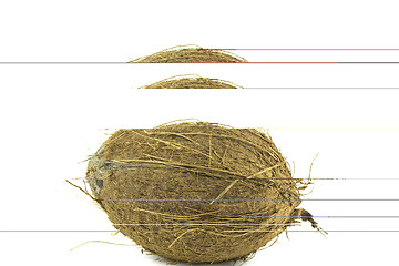 Image showing coconut 