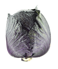 Image showing Fresh red cabbage 