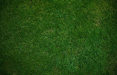 Image showing Green grass  
