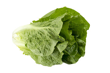 Image showing Romain Lettuce 