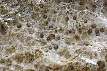 Image showing Barnacles